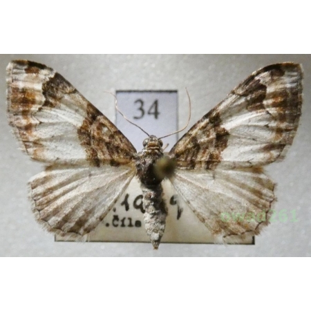 Catarhoe cuculata (Hufnagel, 1767) Czech34